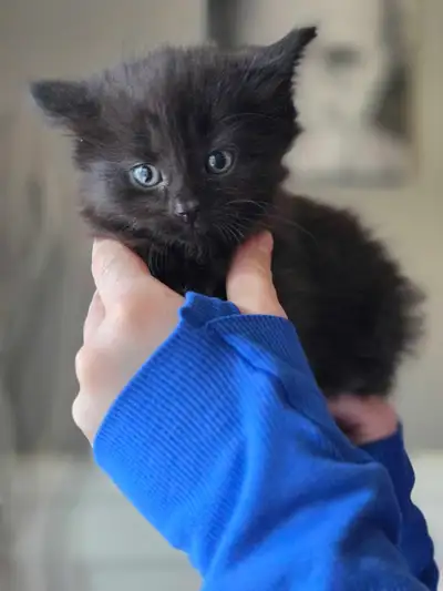 kittens to a good home, View more