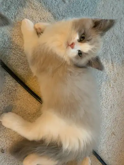 Adorable Christmas Kittens – Ready for Their Forever Homes!, View more