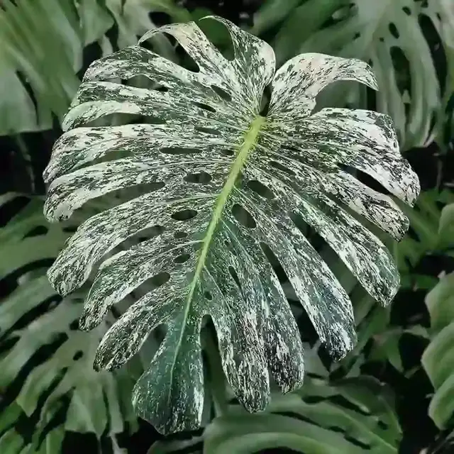 Promo on rooted wetstick monstera variegata in Plants, Fertilizer & Soil in City of Toronto - Image 3