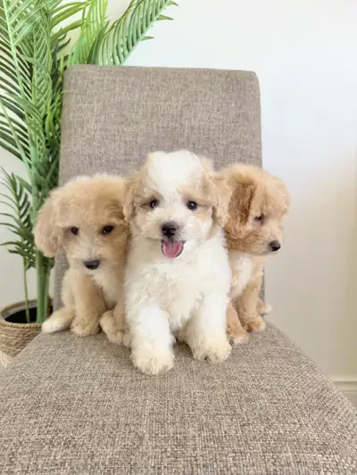 HypoallergenicToy Poodle Bichon Puppies -, View more