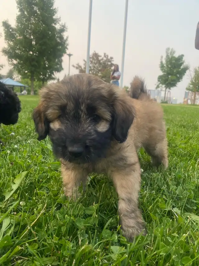 puppies looking forever home in Dogs & Puppies for Rehoming in Mississauga / Peel Region - Image 2