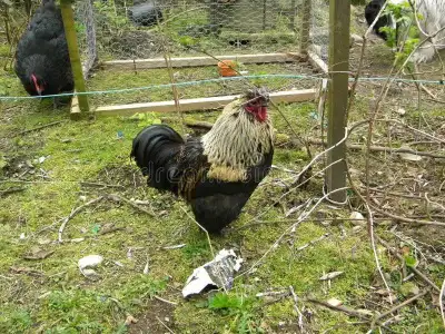 10 Gros coq disponible pour la viande Vallée Jonctions en Beauce
