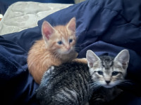 Male orange kitten and female tabby