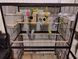 White Budgie | Adopt Birds Locally in Toronto (GTA) | Kijiji Classifieds