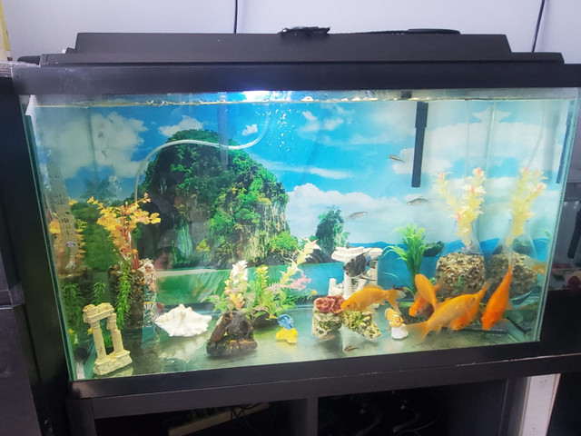 Aquarium with everything in the photo  in Fish for Rehoming in Kitchener / Waterloo