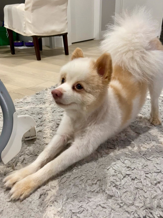 Pomeranian dog in Dogs & Puppies for Rehoming in Saskatoon - Image 3