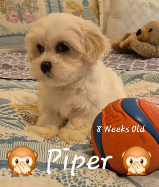 ♥️ READY  5 SWEET  MALTESE/SHIH TZU  PUPPIES ♥️ in Dogs & Puppies for Rehoming in Cowichan Valley / Duncan - Image 6