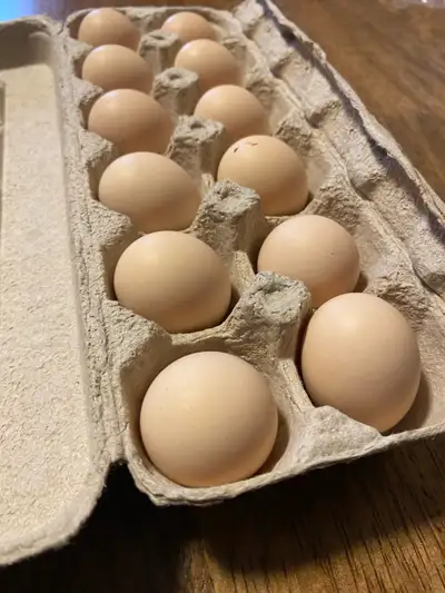 Black/Lavender split Bantam Cochin Hatching Eggs, View more