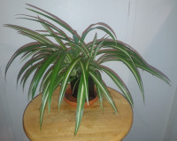 Plantes araignées (Chlorophytum comosum) * Plante dépolluante *