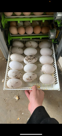 Goose hatching eggs