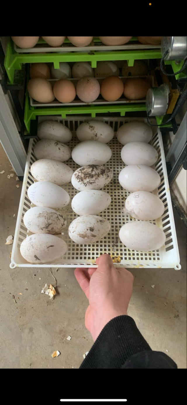Goose hatching eggs in Livestock in Brockville