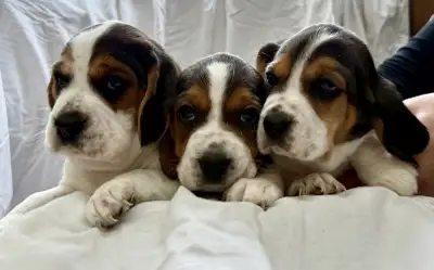 Adorable Beagle puppies available!, View more