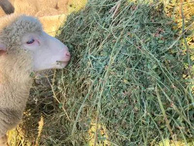 We have 2026 alfalfa / grass hay 6x5 round bales for sale Two sizes. all 8 cents per lb 1300 lb 85%...