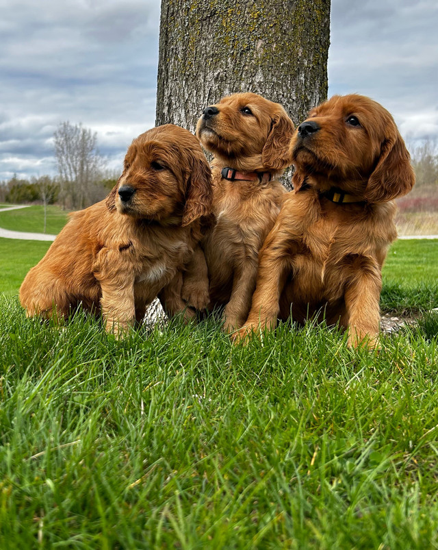 Irish Setter puppies in Dogs & Puppies for Rehoming in Norfolk County