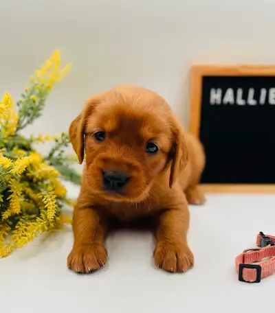 POTTY TRAINED GOLDEN RETRIEVER PUPPES, View more