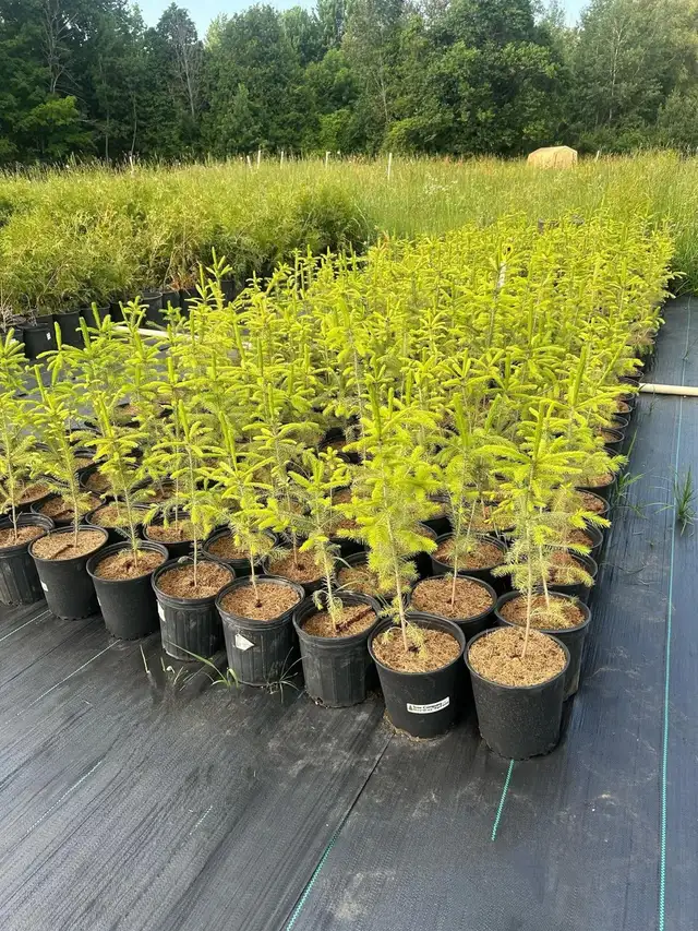 FALL TREE SALE | Plants, Fertilizer & Soil | Oakville / Halton Region ...