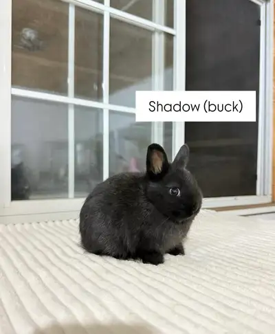 **tiny netherland dwarf baby bunny**, View more