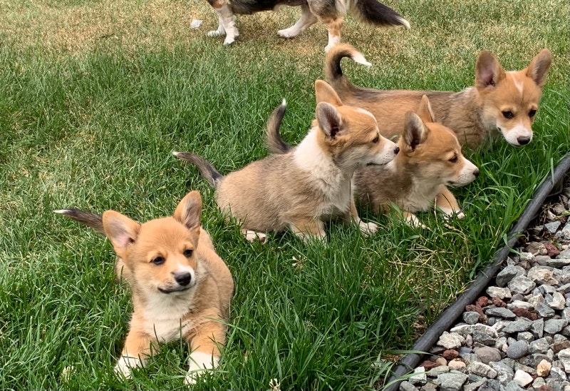 puppies ready to go! Dogs & Puppies for Rehoming Vanderhoof