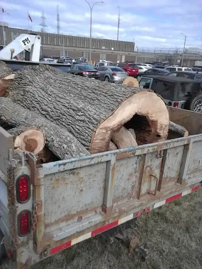 Tree removal, View more