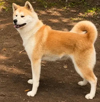 chien inu femelle, View more
