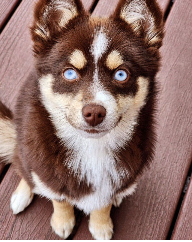 Pomsky Poodle in Dogs & Puppies for Rehoming in North Bay - Image 4