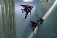 Long Veil Marble Angelfish (Tropical Aquarium Fish Ottawa Ottawa / Gatineau Area Preview