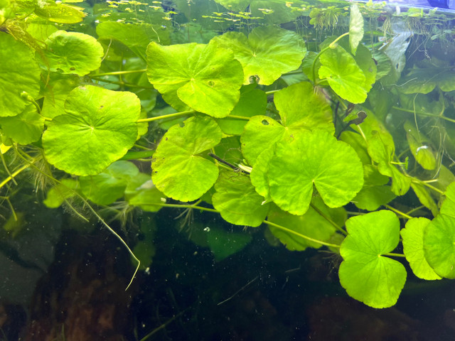 Plantes aquarium  in Fish for Rehoming in La Ronge - Image 2
