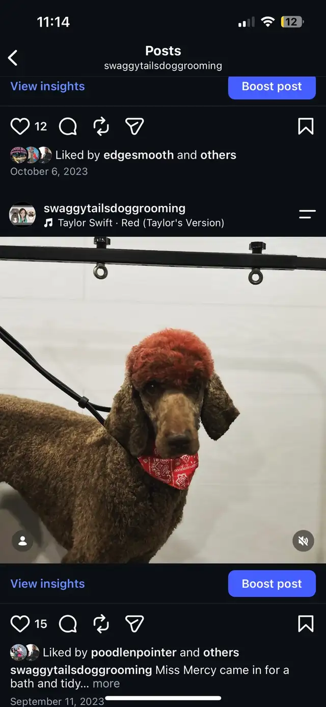 Dog Grooming 528474588997888004