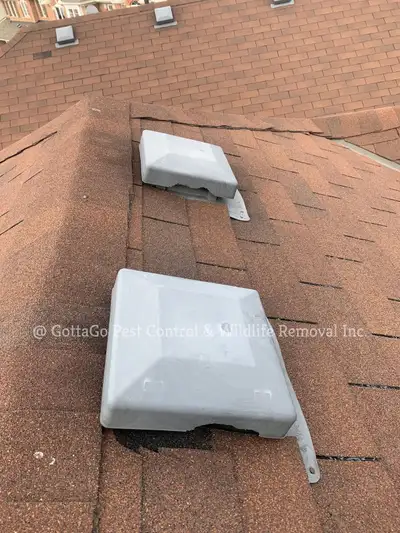 Raccoon Removal, Mice Removal, Squirrel Removal, Bird Removal, View more