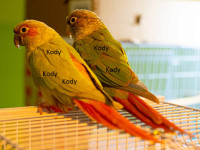 American Dilute Conure and Cinnamon Conure Pair