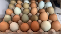 Farm fresh free range eggs