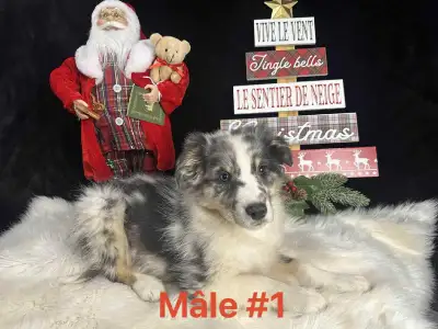 Chiot Berger Shetland x Berger australien, View more