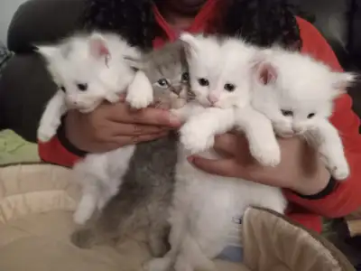 Beautiful Himalayan kittens , View more