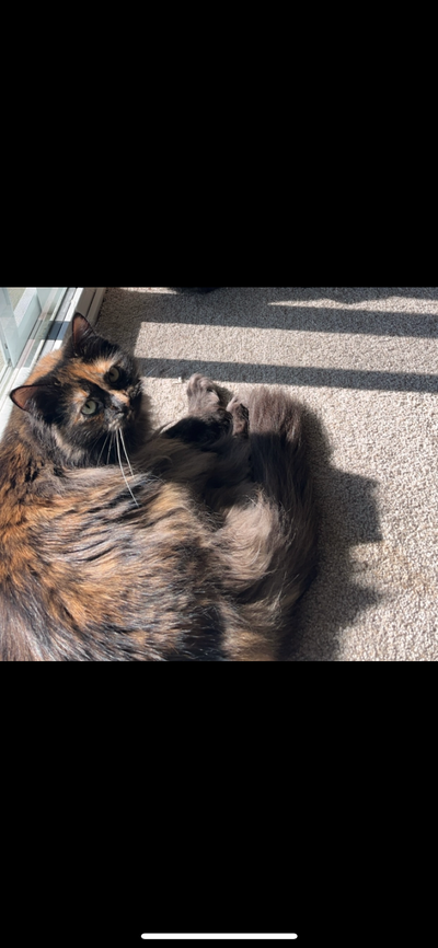 5 year old female tortoiseshell cat rehoming, View more