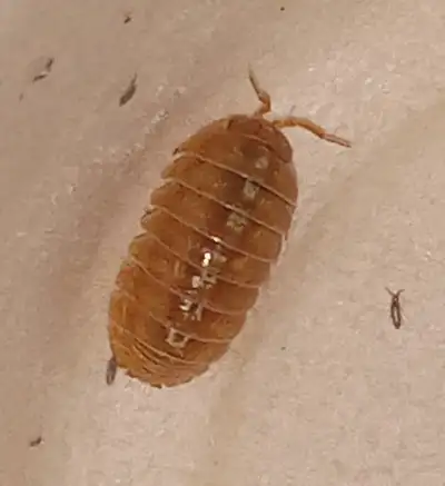 Armadillidium vulgare "Orange vigor" - 12 individuals mix size - $50 Dairy Cow Isopods - 12 individu...