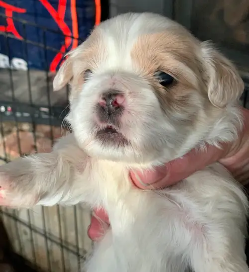 Ready to go now. Shih Tzu puppies. We are a non shedding hypoallergenic breed. We love you unconditi...