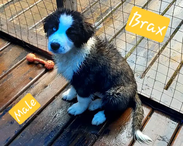 Puppies for sale in Dogs & Puppies for Rehoming in Terrace - Image 10