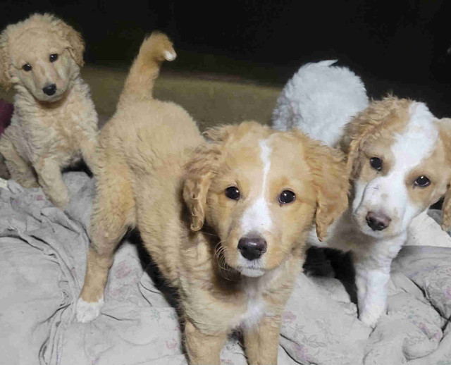 Goldendoodle Aussiedoodle pups in Dogs & Puppies for Rehoming in North Bay - Image 2