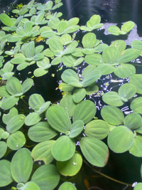Floating lettuce plants