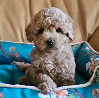 Toy Poodle male, only 1 available!, View more