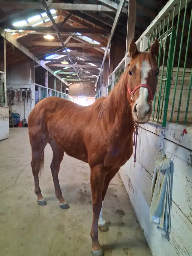 beautiful chestnut mare in Horses & Ponies for Rehoming in Lethbridge - Image 5