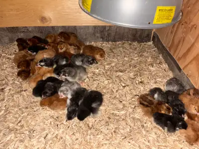 new chicks , View more
