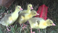 Giant Pekin ducklings & Sebastopol goslings