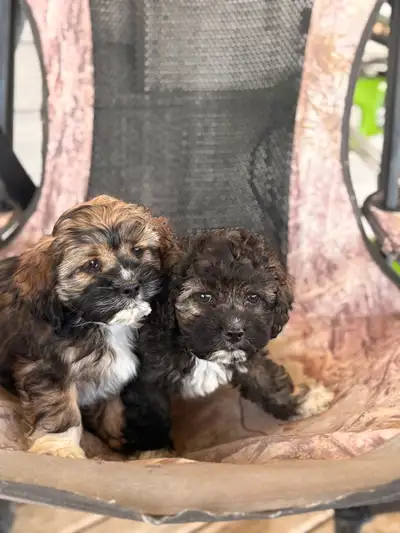 Two beautiful female Havanese, poodle X. cocker spaniels looking for their forever, homes. First sho...