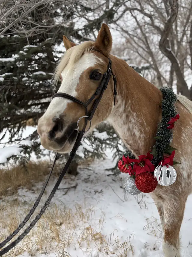 Riding Lessons64661857241091120