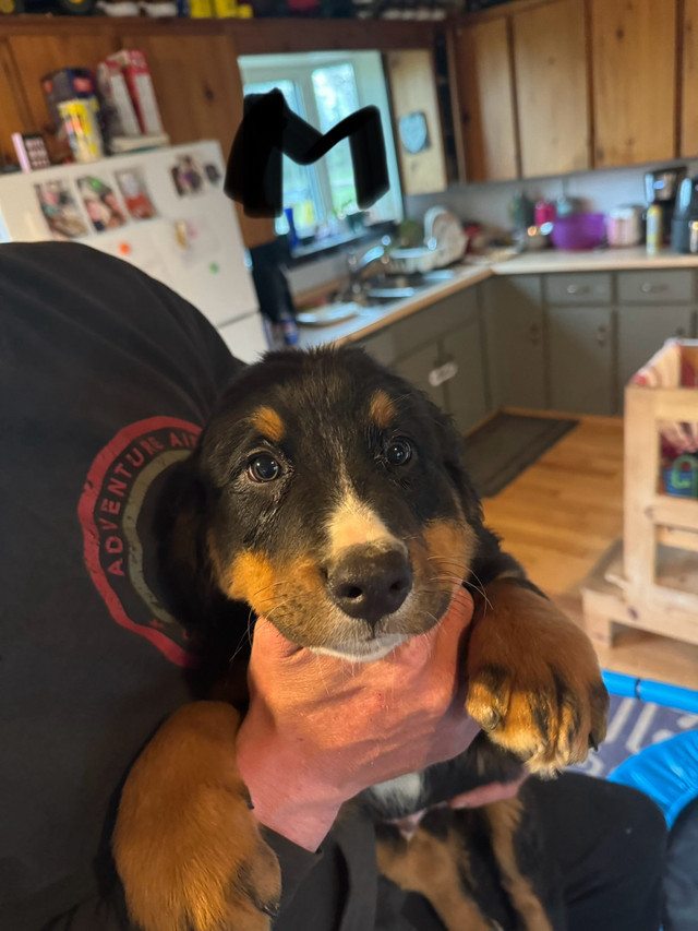 Bernese mountain dog puppies for sale!  in Dogs & Puppies for Rehoming in Winnipeg - Image 3