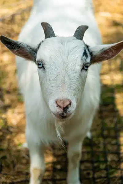 Hello, I am looking for a place to board my animals for a year or so. My husband took a job in Calif...