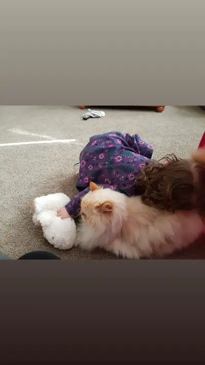 Recently had to put down our 19 year old ragdoll flame point Himalayan. It’s two days before my daug...