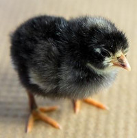Purebred Plymouth Barred Rock Chicks