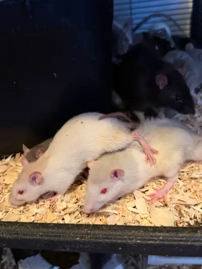 Adorable Pet Rats! Babies, large males, and females , View more